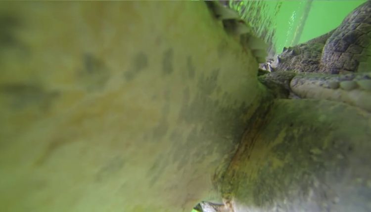 Spotkanie z krokodylem pod wodą