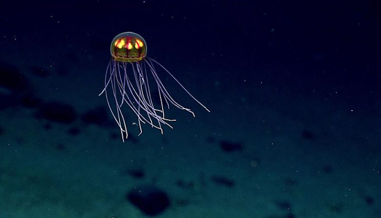 1605jellyfish-hireswww