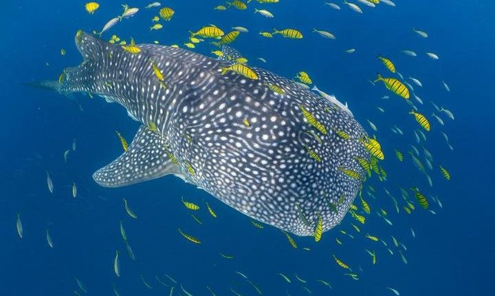 Rekin wielorybi Tanzania. fot. Clare Prebble, Marine Megafauna Foundation and University of Southampton (2)