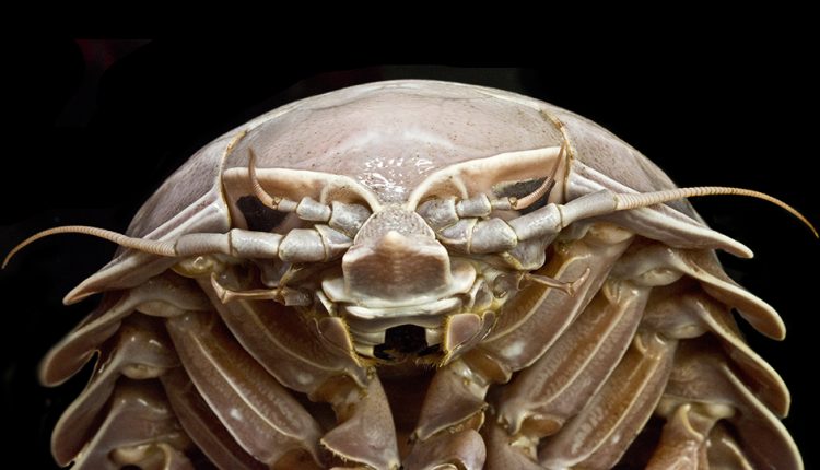 isopod_960x540