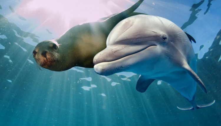 dolphin and sea lion underwater