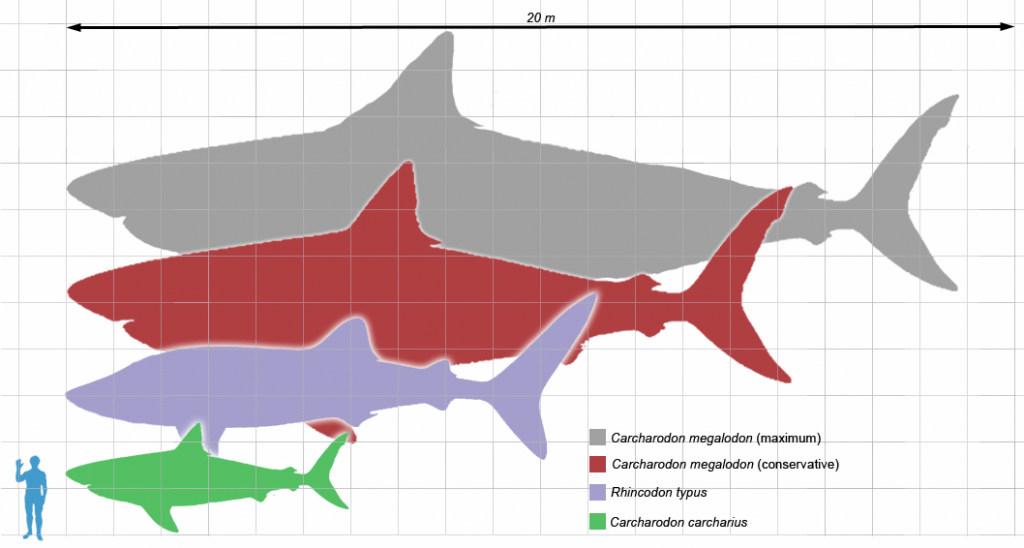 Rys. WIkipedia