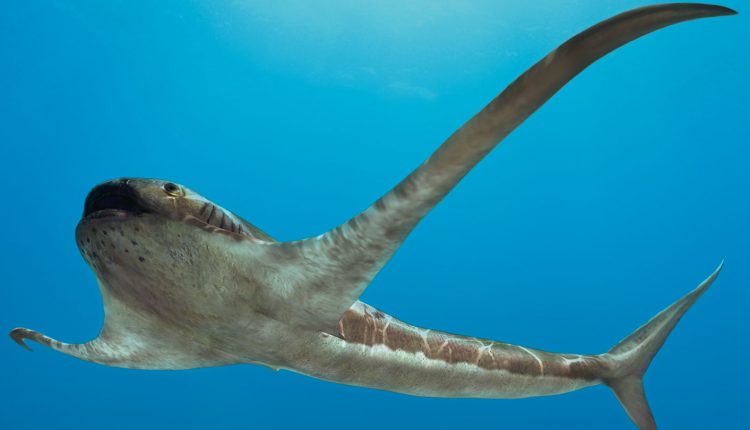 Paleontolodzy odkrywają skamieniały okaz rekina z płetwami piersiowym umożliwiającymi podwodny lot.