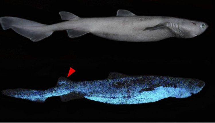 bioluminescencja u rekinów strefy szarej