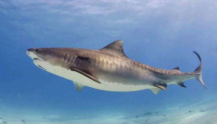 Tiger_shark