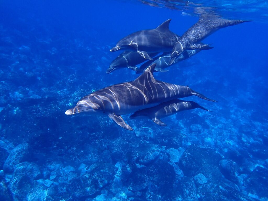 | Let's dive together MN